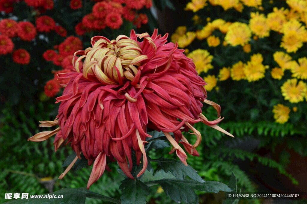 菊花  