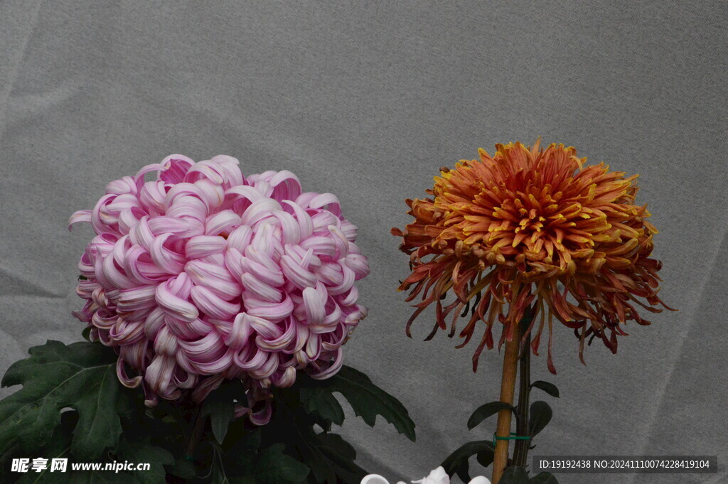 菊花  