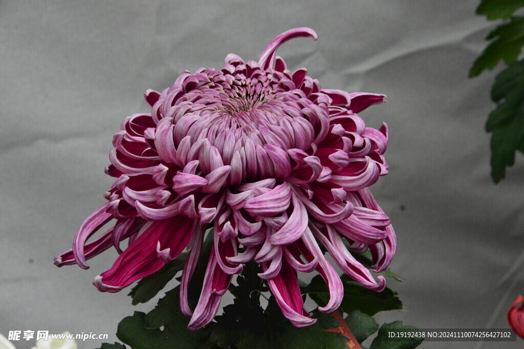 菊花  