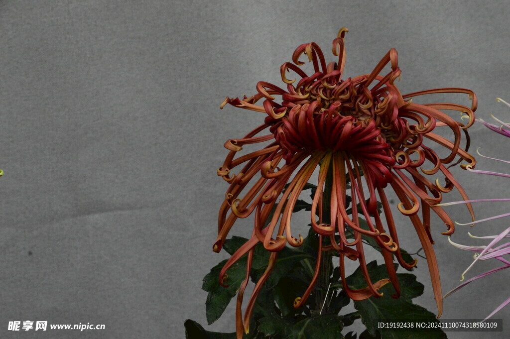菊花 