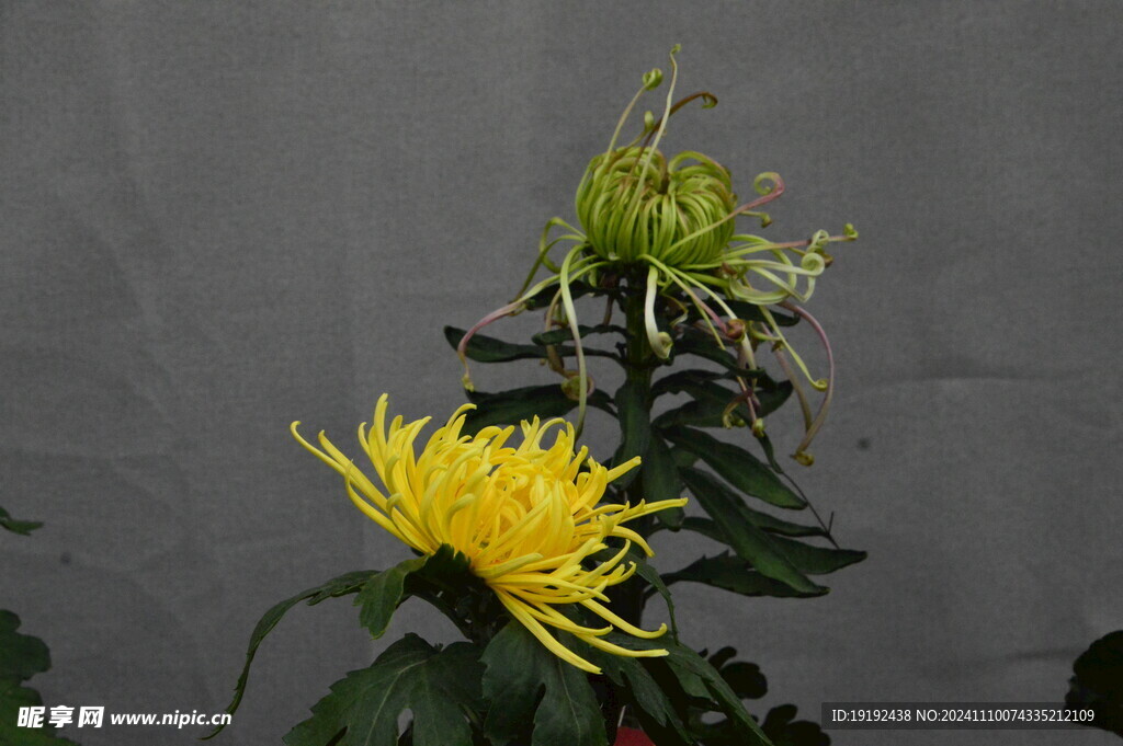 菊花  