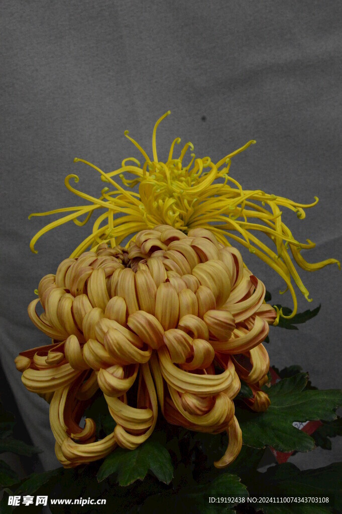 菊花 