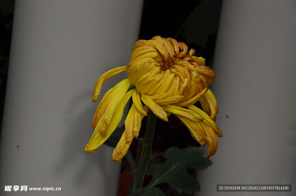 菊花 