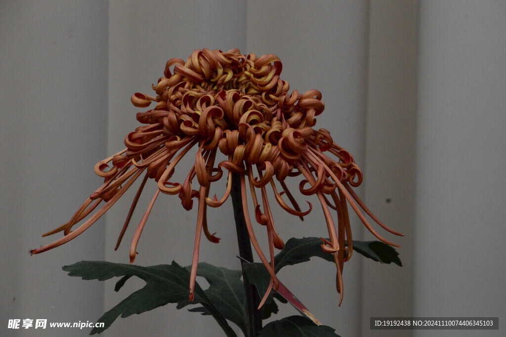 菊花 