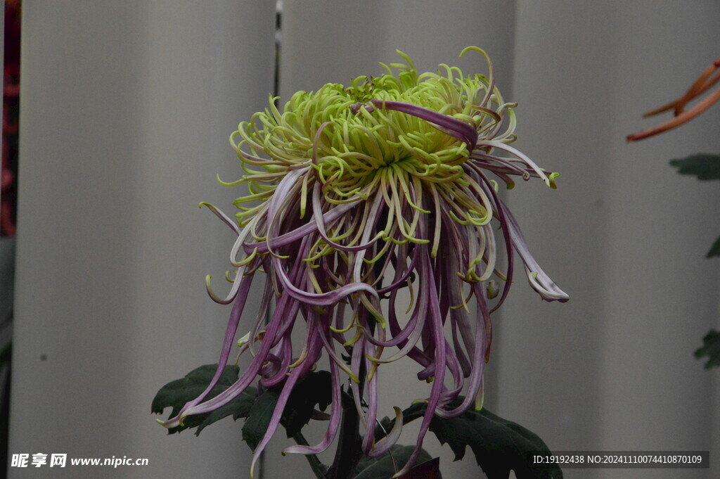 菊花 