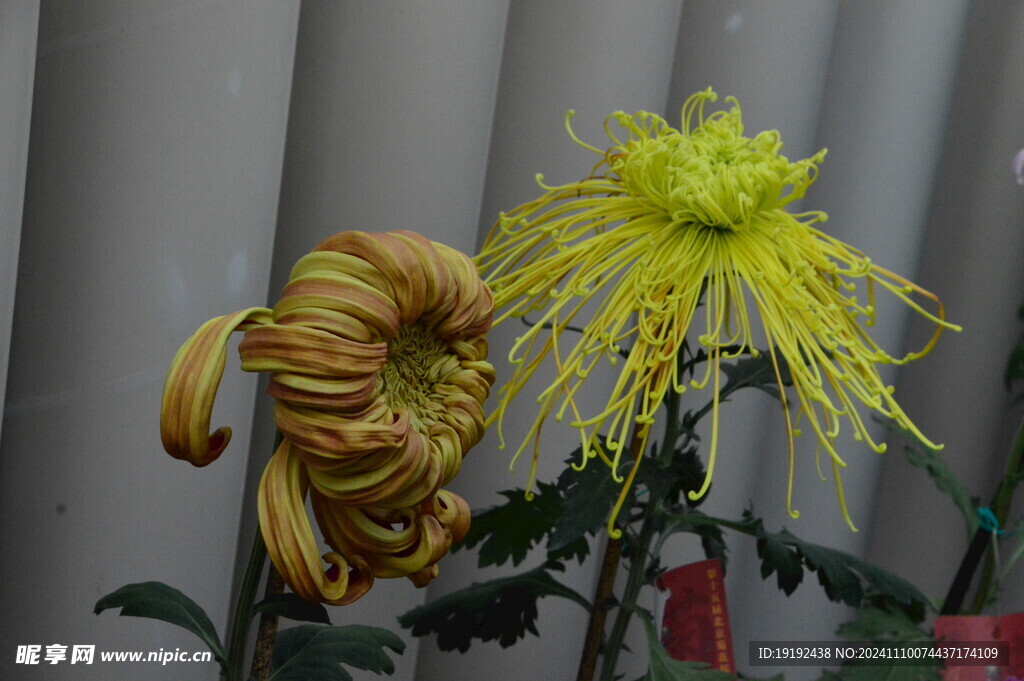 菊花 
