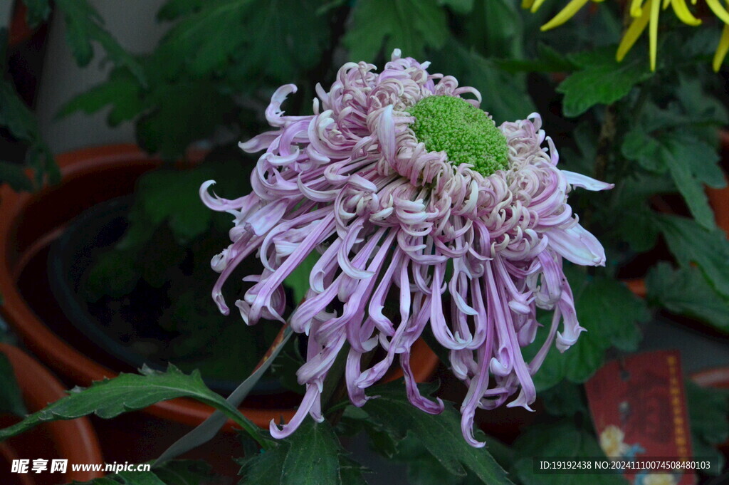 菊花 