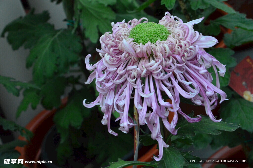 菊花 