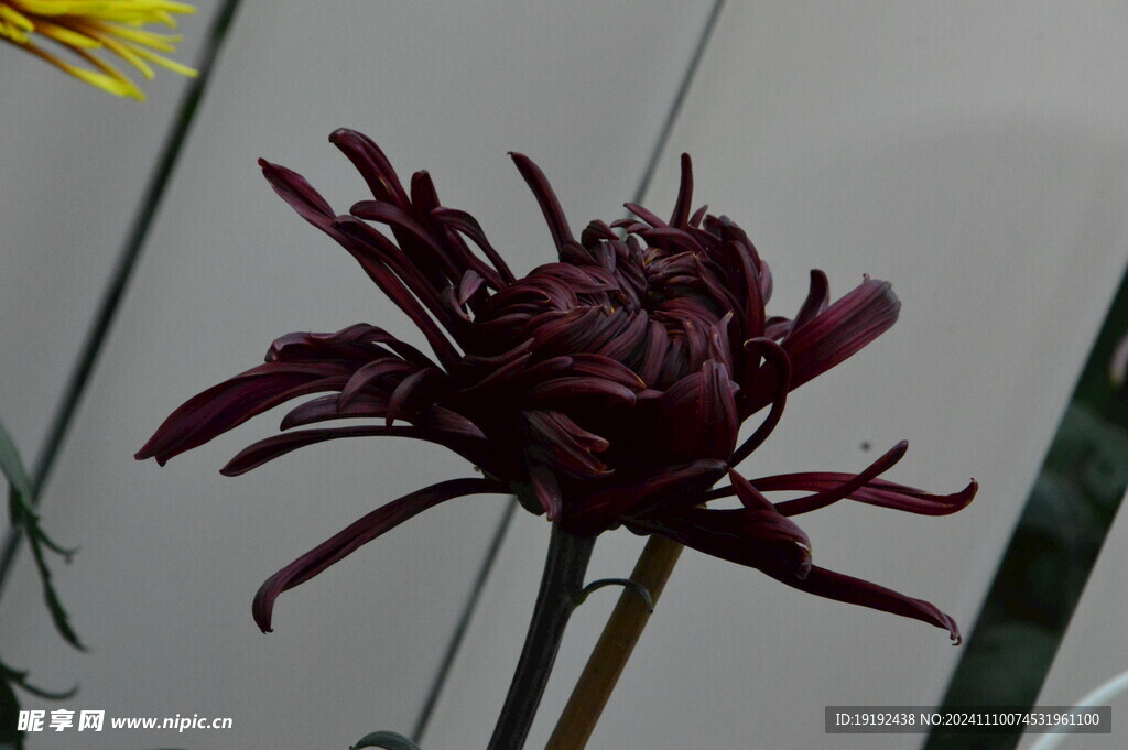 菊花 
