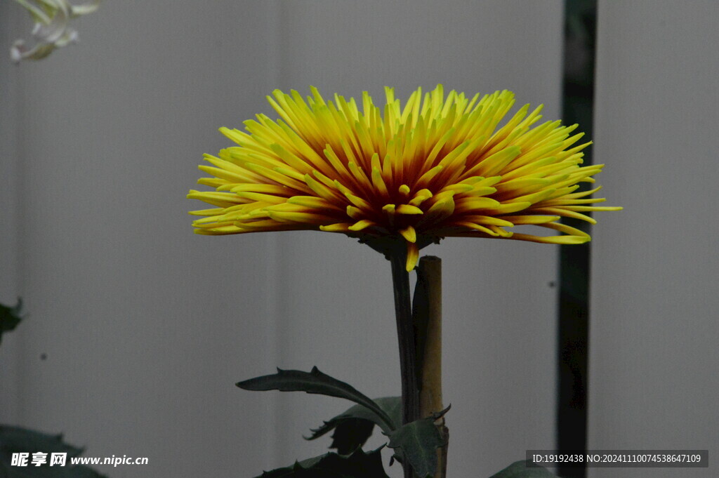 菊花 