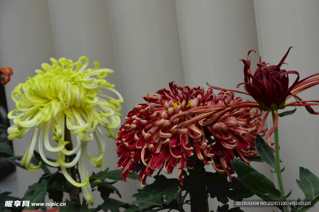 菊花 