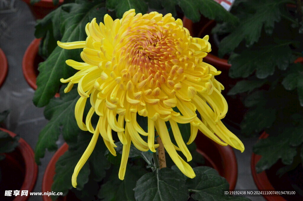 菊花  