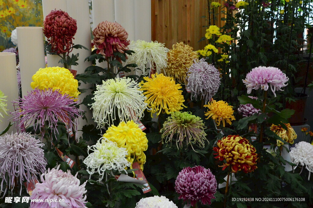 菊花 
