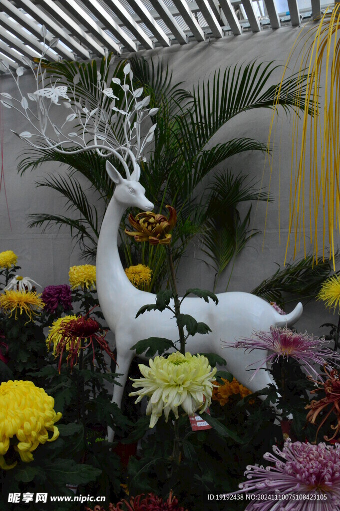 菊花 