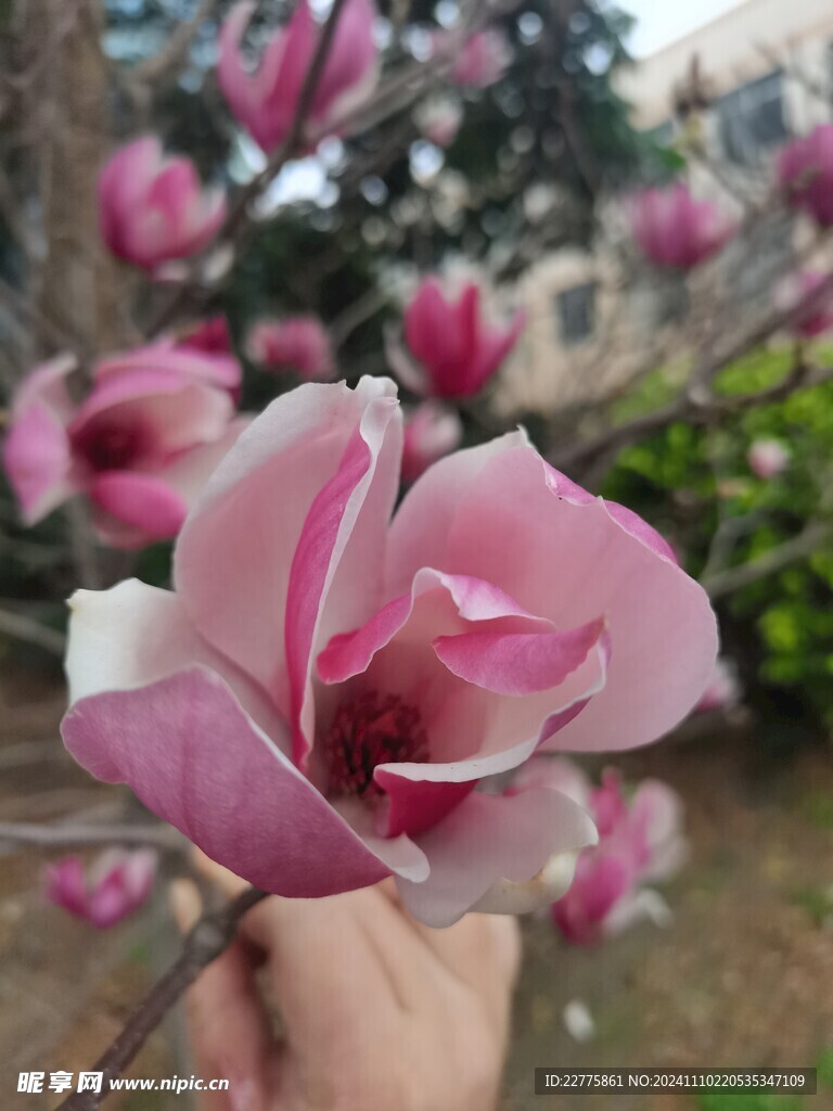 月季玫瑰花