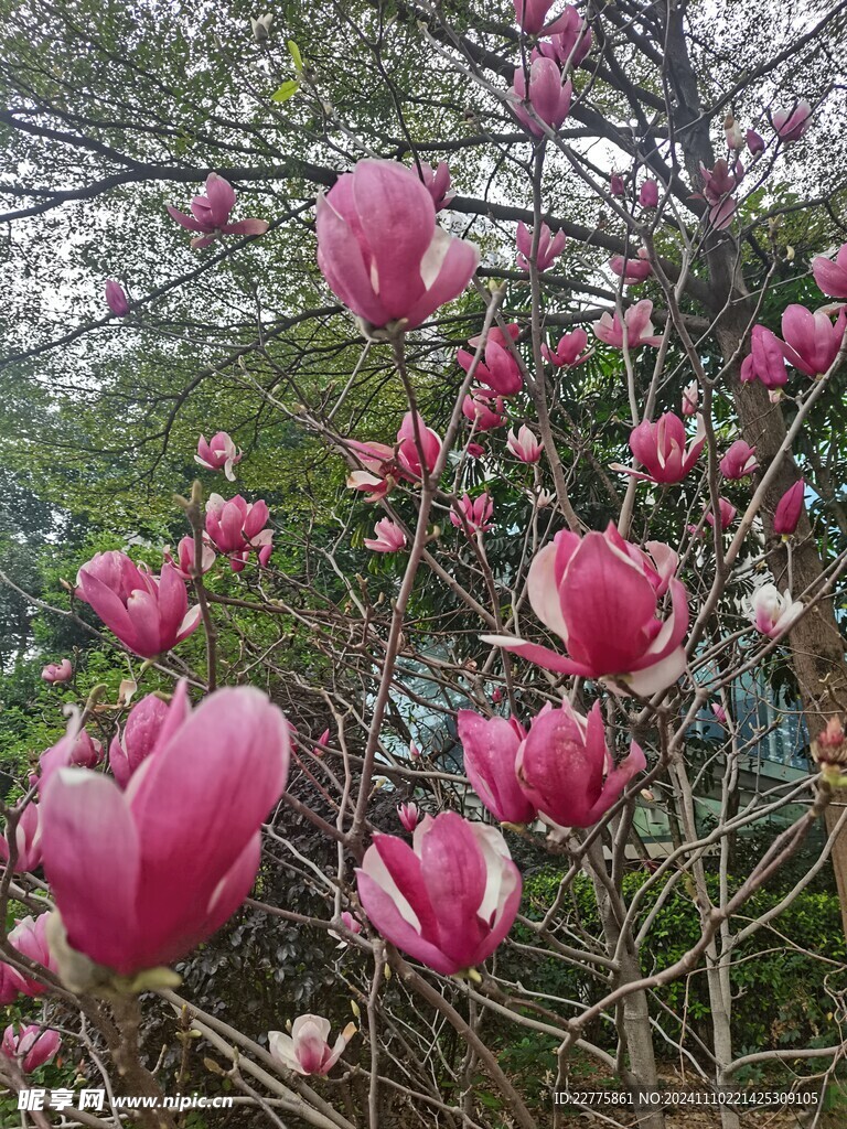 农村田地景色