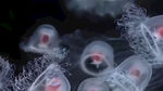 水母