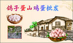 鸽子蛋名片
