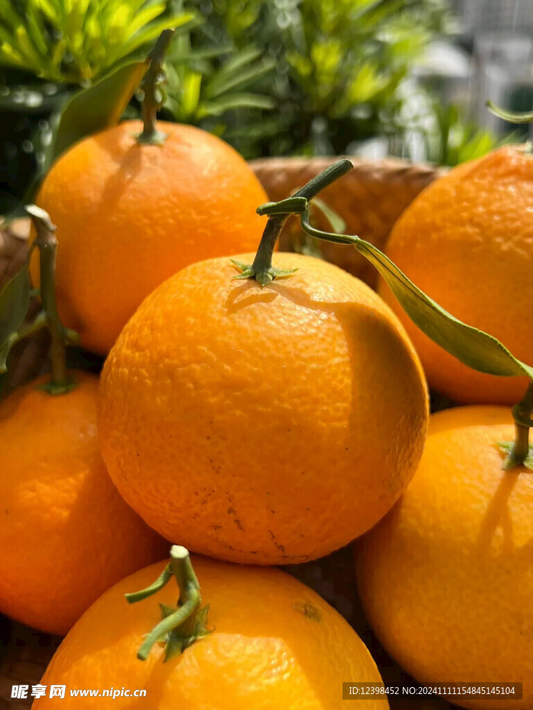 橙子