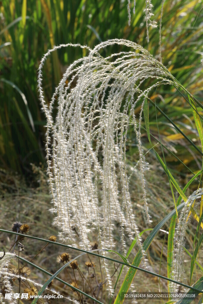 芒草 