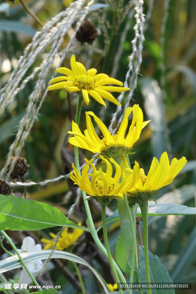 日光菊 