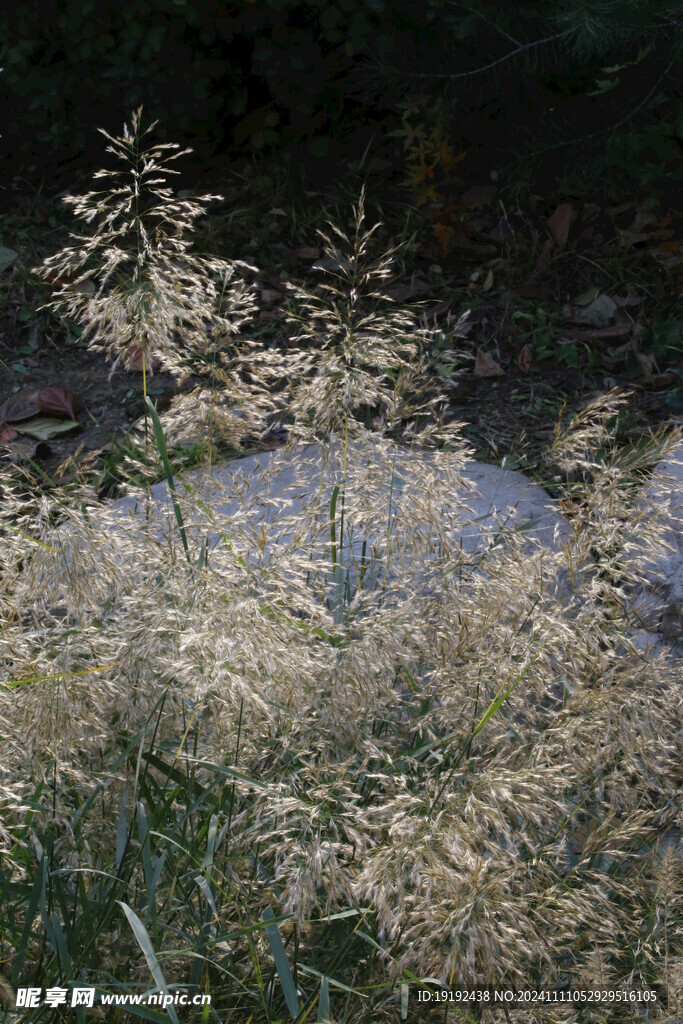 芦苇芦花 