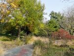 莲花池风景 