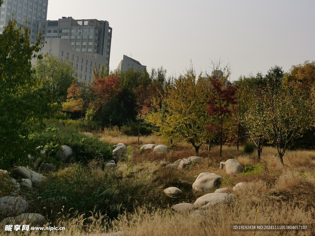 莲花池风景 