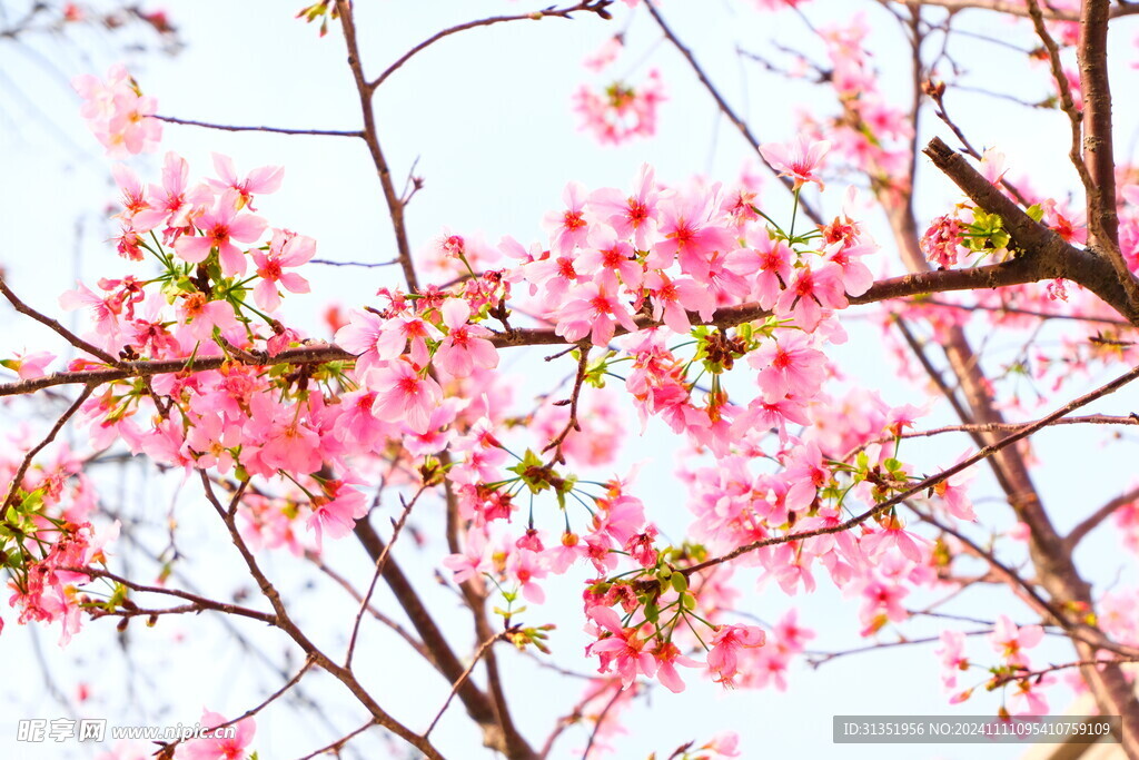 宝墨园桃花