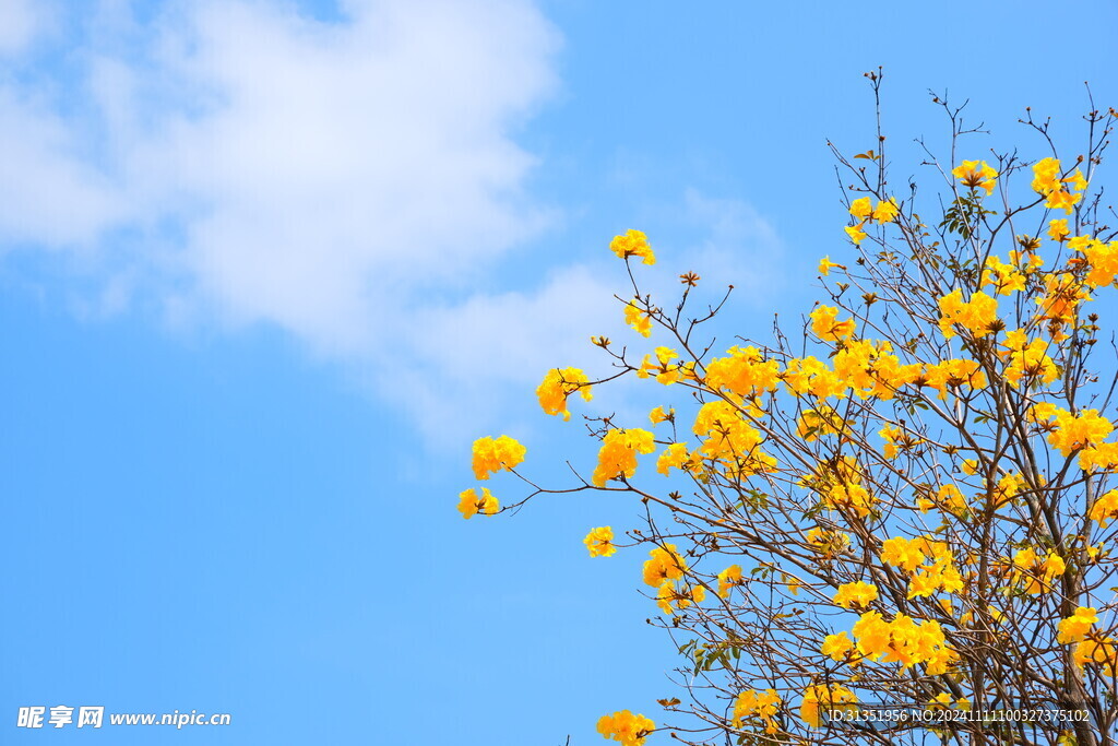 广州黄花风铃木