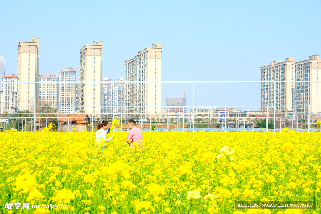 油菜花田 