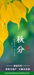 秋分
