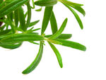 绿叶植物