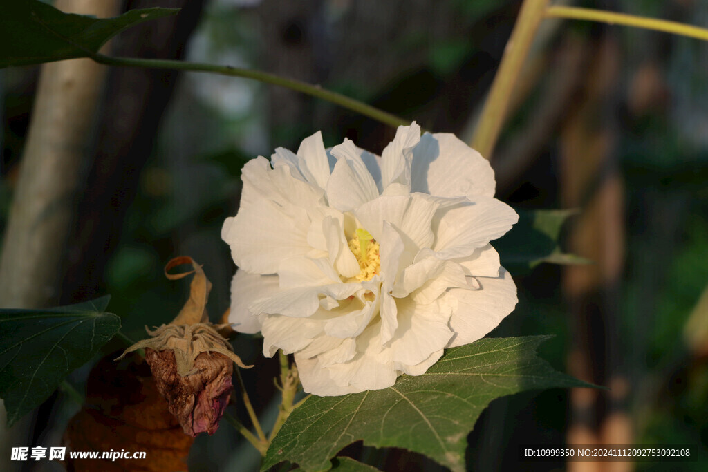 白色木芙蓉花