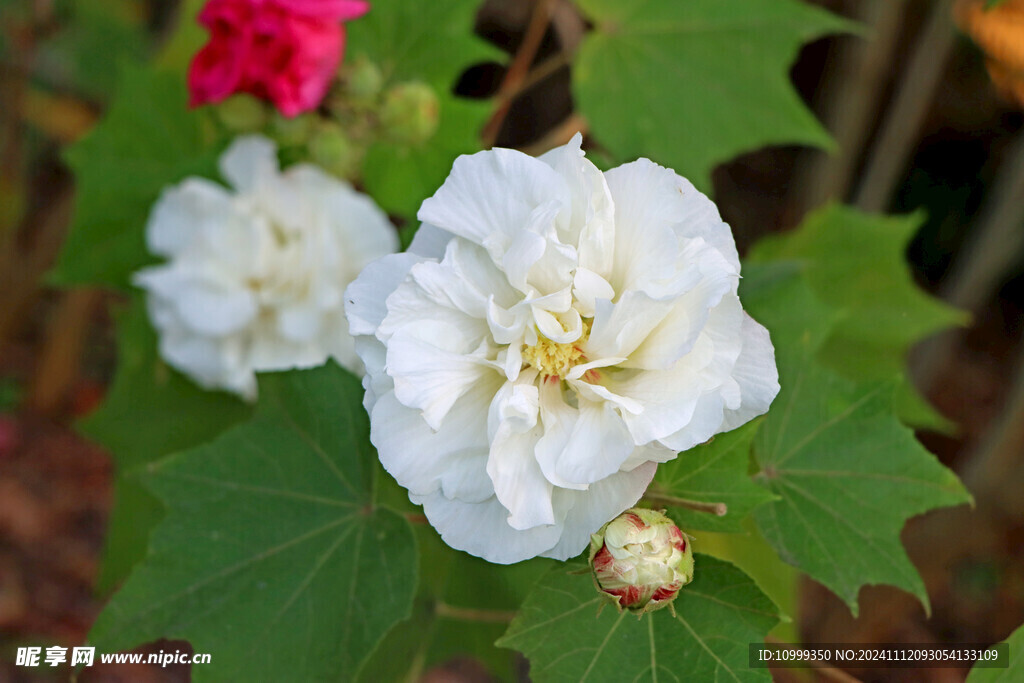 白色木芙蓉花