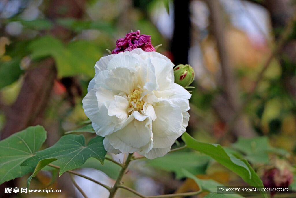 白色木芙蓉花