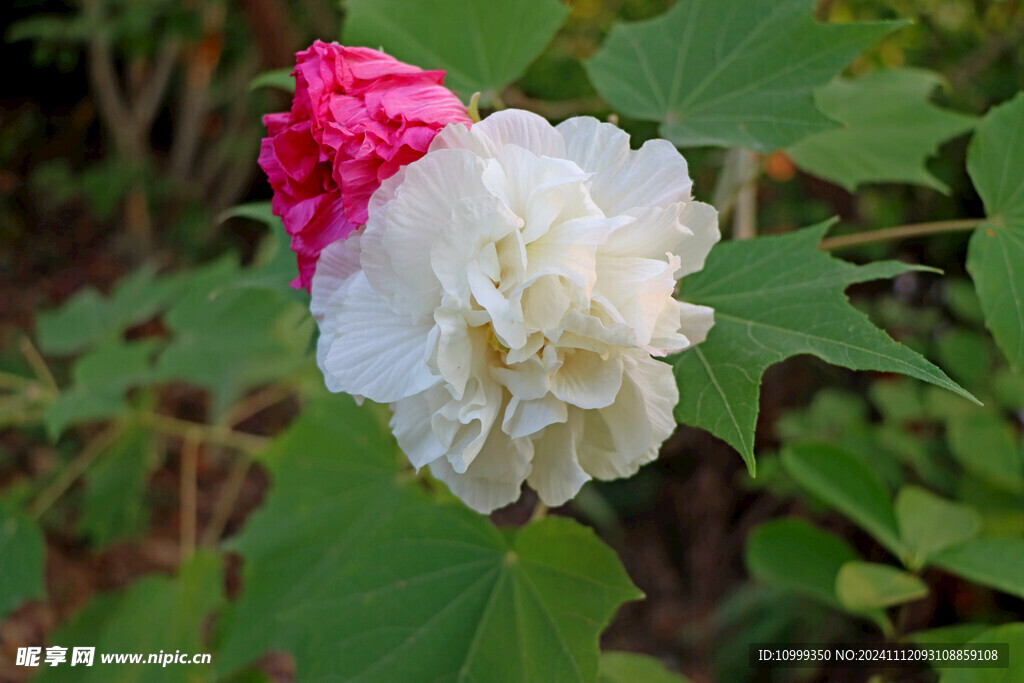 白色木芙蓉花