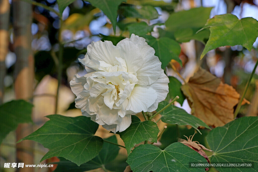 白色木芙蓉花
