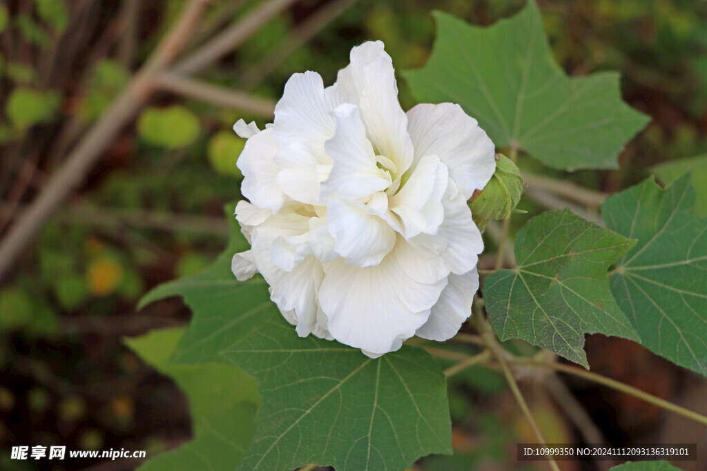 白色木芙蓉花