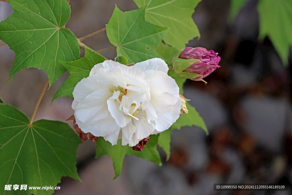 白色木芙蓉花