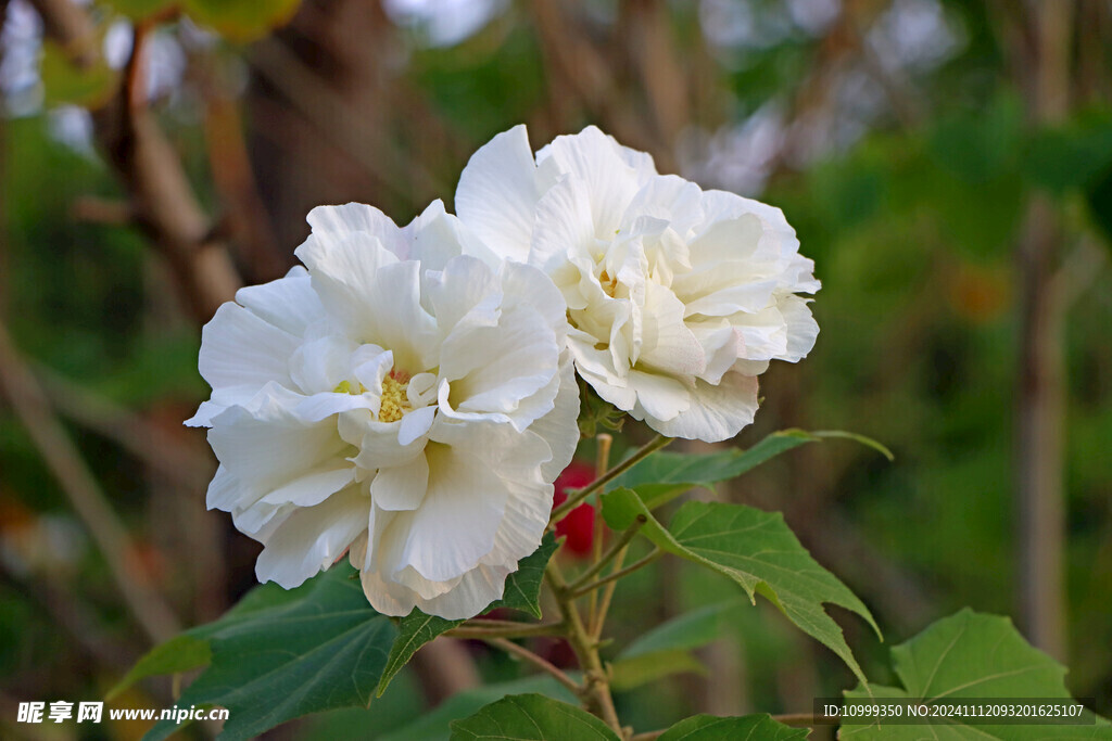 白色木芙蓉花