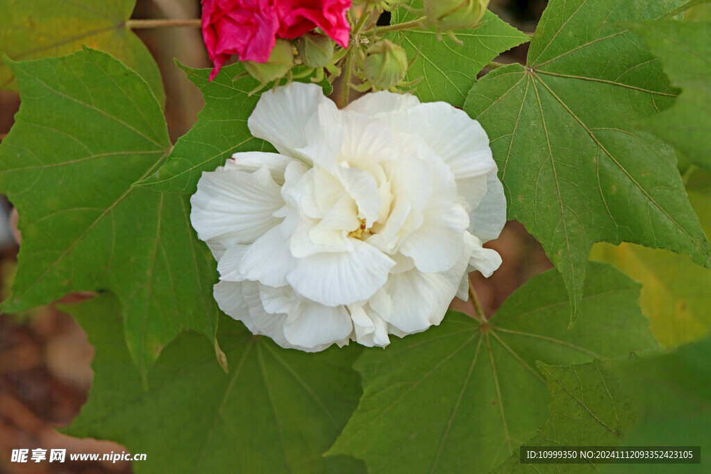 白色木芙蓉花