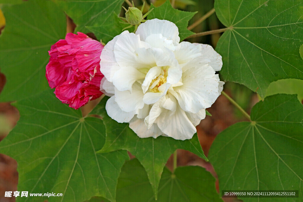 白色木芙蓉花