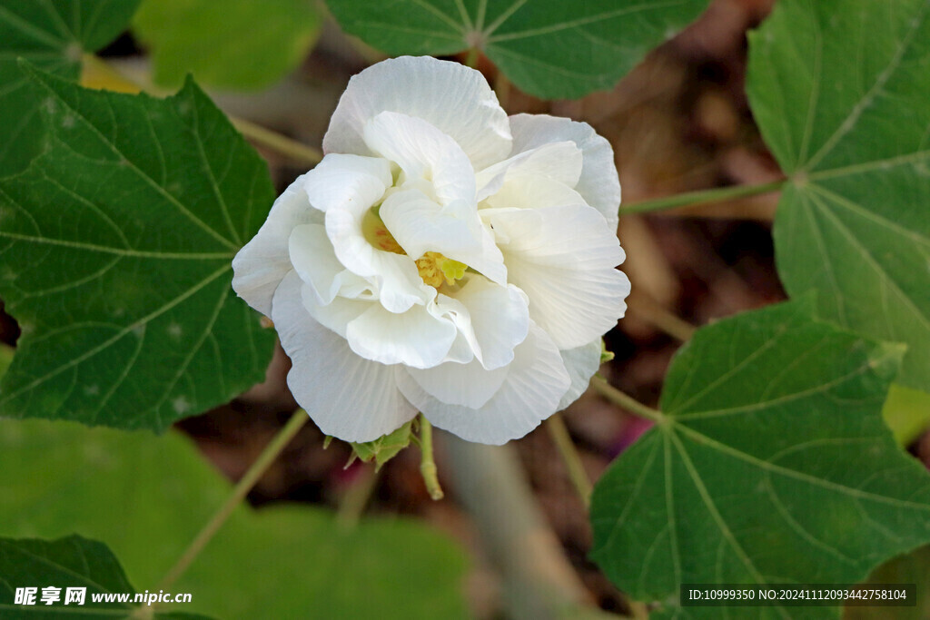 白色木芙蓉花