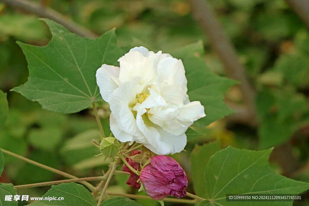 白色木芙蓉花