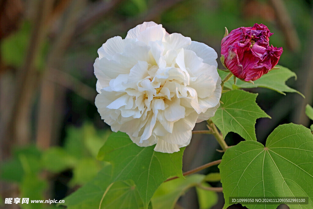 白色木芙蓉花