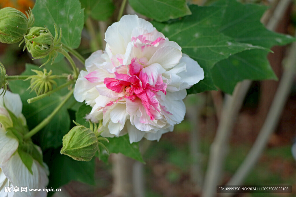 白色木芙蓉花