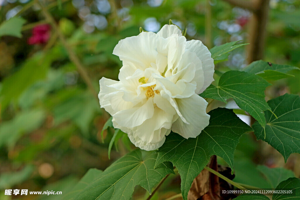 白色木芙蓉花