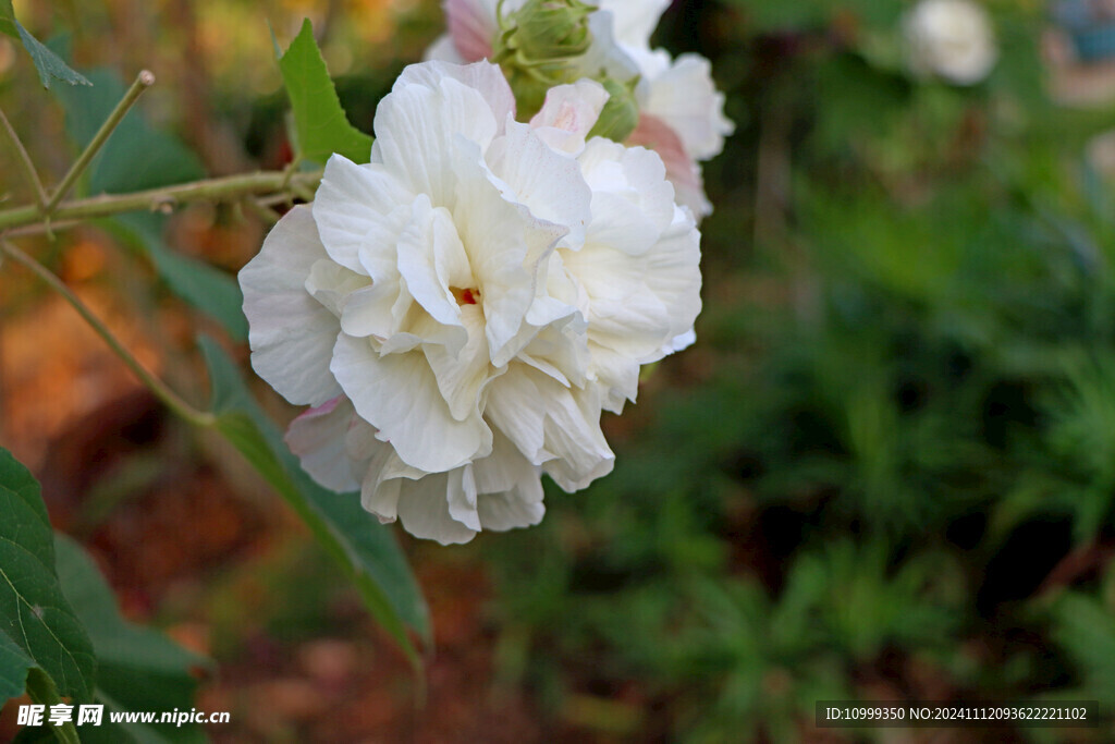 白色木芙蓉花