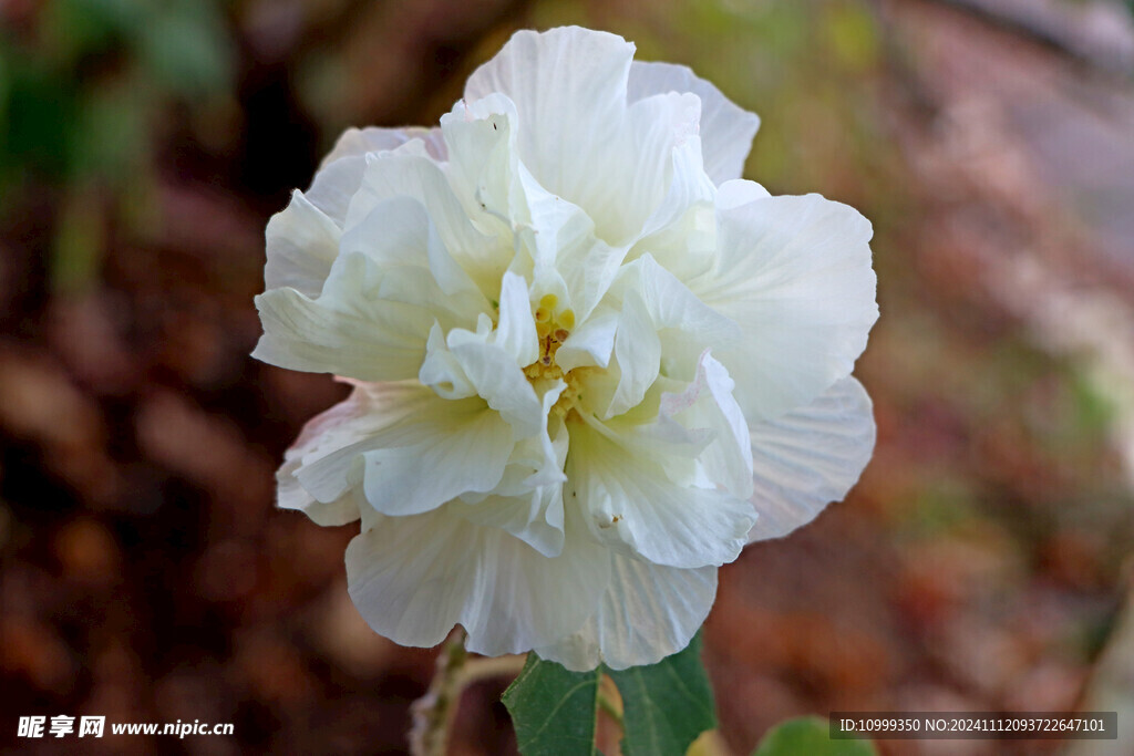 白色木芙蓉花